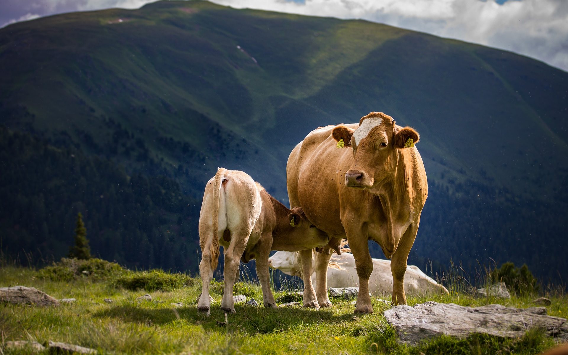 Mamo dlaczego krowy produkują mleko?