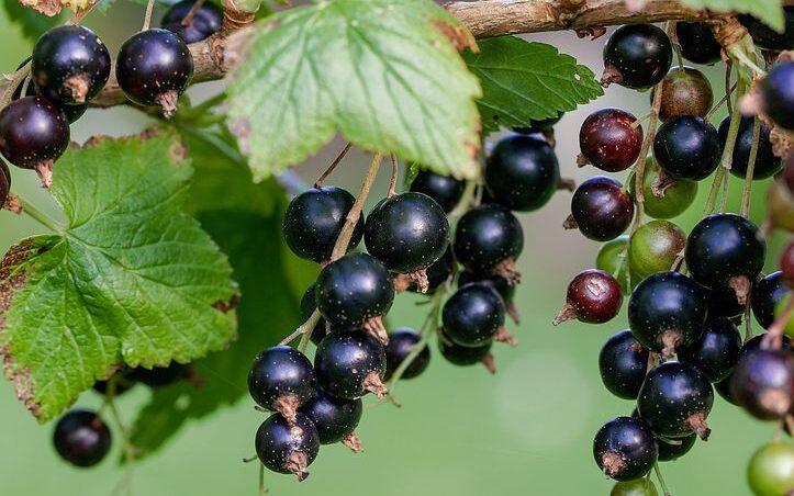 Właściwości zdrowotne owoców czarnej jagody