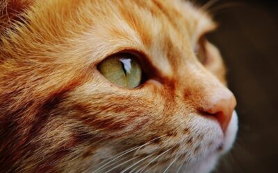 Dlaczego warto mieć w domu kota?, fot. pixabay.com [zdjęcie podglądowe]